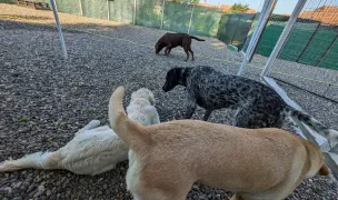 Pensiunea Canina Fifi — Pensiuni Câini & Pisici, Mureș