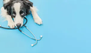 Pet Amigos — Cabinete Veterinare, Craiova, Dolj