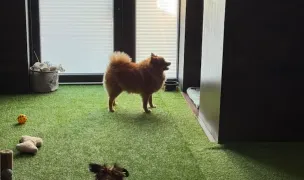 Pet Care Iași - Pensiune de animăluțe și Pet Sitter Iaşi — Pet Hotels, Iasi