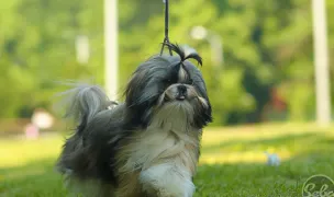 Pet Estet - Salon toaletaj canin — Dog & Cat Salon, Timișoara