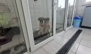 Pet Hotel Bacau — Dog & Cat Boarding, România