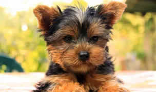 Pet Hotel Cluj - pensiune animale de companie — Hoteluri pentru Animale, Baciu, Cluj