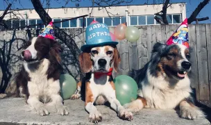 Pet Joy — Hoteluri pentru Animale, Cluj-Napoca, Cluj