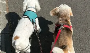 Pet Sitter — Pet Sitting la Domiciliu, Sectorul 1, București