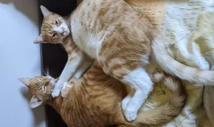 Pet Sitter - Cat & Dog Sitting Prahova — In-Home Pet Sitting, Magurele, Ilfov