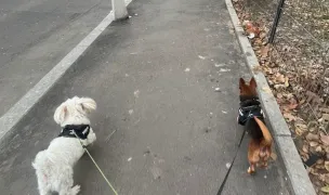 Pet-Sitting — Pet Sitting la Domiciliu, Sectorul 4, București