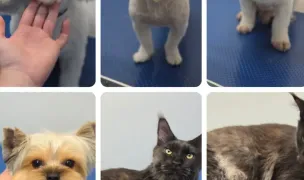 Pet Store Grooming — Toaletare Animale, Sectorul 6, Bucuresti
