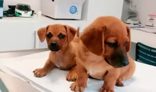 PetHealth - Cabinet si farmacie veterinara — Cabinete Veterinare, Municipiul Iași, Iași