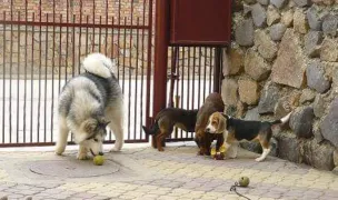 PETLAND — Dog & Cat Boarding, Arad