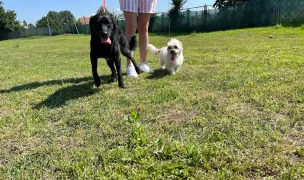 Pets Academy — Hoteluri pentru Animale, Sfântu Gheorghe, Covasna