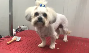 PETY PET-COAFOR CANIN CRAIOVA| FRIZERIE ANIMALE — Salon Câini & Pisici, Craiova, Dolj