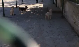 Planeta HamHam — Hoteluri pentru Animale, Sectorul 2, București