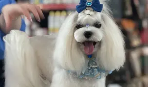 Poly Pet Grooming Frizerie canina Constanta — Dog & Cat Salon, Constanta