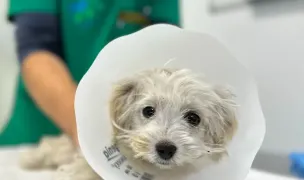 Premium Vet — Spitale Veterinare, Municipiul Constanța, Constanța
