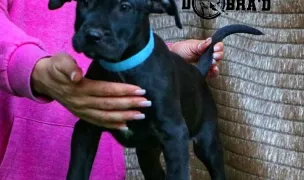 Presa Canario Dobra'D Kennel - puppy reservation — Dog & Cat Boarding, Constanta