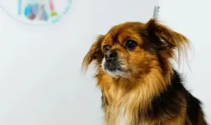 Pretty Pawfect Grooming — Dog & Cat Salon, Constanta