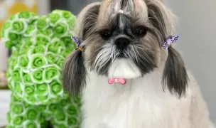 PRIETENUL BLĂNOS Grooming & Boutique Pet Hotel — Pet Grooming, Sector 2, Bucharest