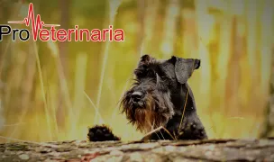 Proveterinaria — Cabinete Veterinare, Oradea, Bihor