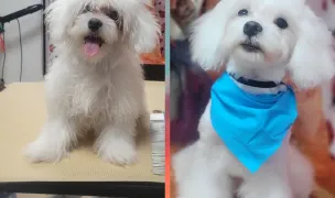 Puck Pure Joy Pet Grooming — Dog & Cat Salon, Constanta