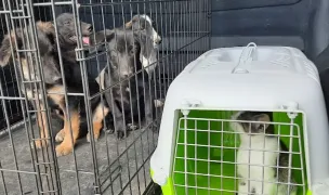 PucuVet — Pet Shop, România