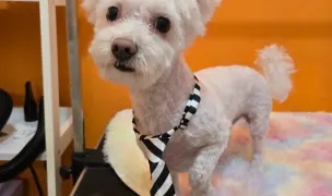 PUF&FRIENDS SALON SRL — Dog & Cat Salon, Ovidiu, Constanta