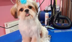 Pufi Dog Frizerie Canina Arad. Cosmetica Canina, Felina Arad. Tuns Caini Arad — Pet Grooming, Arad