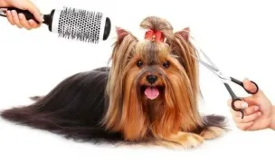 PUFY PET - SALON COSMETICĂ CANINĂ — Salon Câini & Pisici, Craiova, Dolj