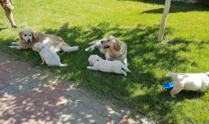 Pui Golden Retriever, C.O.R. pedigree tip A — Crescători Câini, Craiova, Dolj