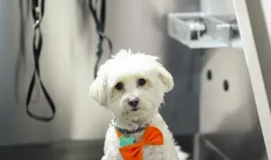 Ramiro Vet — Cabinete Veterinare, Municipiul Suceava, Suceava