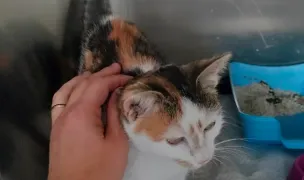 RED VETS PET CLINIC — Cabinete Veterinare, Municipiul Sibiu, Sibiu