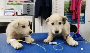 Rio Vet Cabinet Veterinar Suceava,Frizerie Canina,Tuns Caini,Pet Shop Suceava — Salon Câini & Pisici, Municipiul Suceava, Suceava