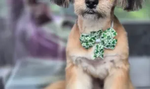 Royal Grooming Alina — Dog & Cat Salon, Constanta
