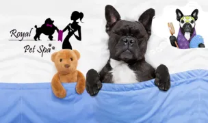 Royal Pet Spa — Salon Câini & Pisici, Sectorul 2, București