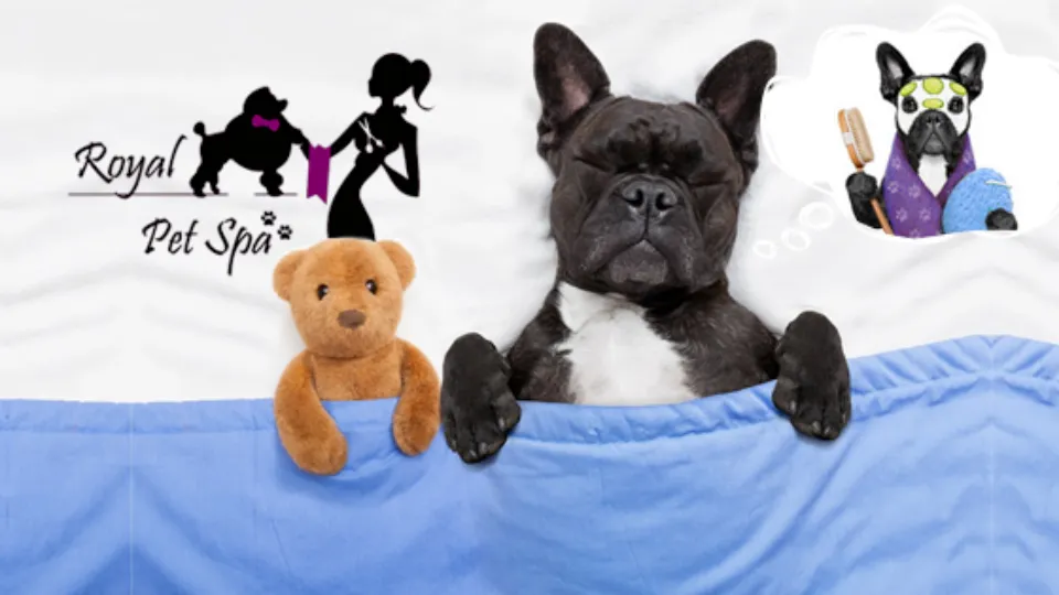 Royal Pet Spa — fotografie de copertă