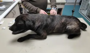 Safta Clinica Veterinara — Spitale Veterinare, Craiova, Dolj