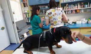 Sal-Vet — Veterinary Hospitals, Timișoara