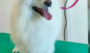 Salon canin ARISLAND — Salon Câini & Pisici, Moșnița Nouă, Timiș