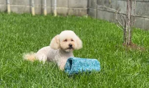 Salon canin Giroc - Deea Dog Stylist — Dog & Cat Salon, Giroc, Timișoara