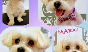 Salon Canin Marko — Salon Câini & Pisici, Dumbrăvița, Timiș