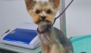 Salon Canin Mindy's — Salon Câini & Pisici, Municipiul Arad, Arad