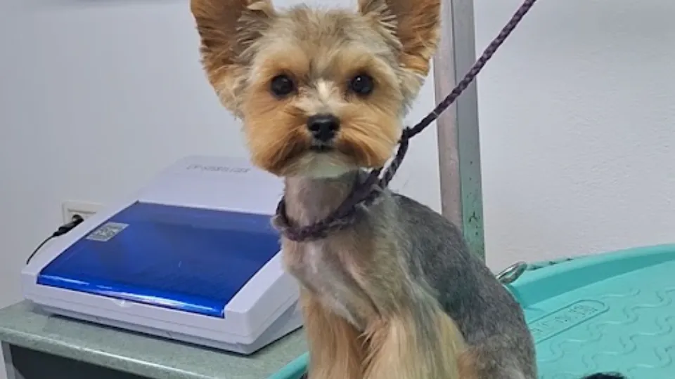 Salon Canin Mindy's — fotografie de copertă
