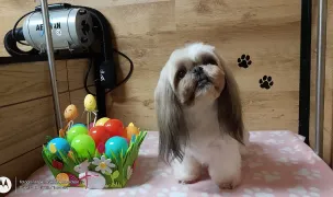 Salon Canin și Felin — Dog & Cat Salon, Timișoara