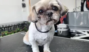 Salon Canin Timisoara Refresh Grooming (Frizerie Canina si Felina) — Salon Câini & Pisici, Timișoara, Timiș