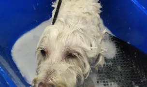 Salon canin Veterra - Pet Care Timisoara — Dog & Cat Salon, Timișoara