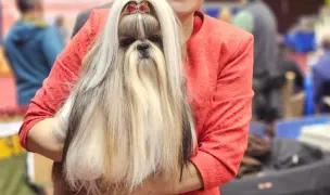 Salon Coafura Canina Rega Voise FCI — Salon Câini & Pisici, Vladimirescu, Arad
