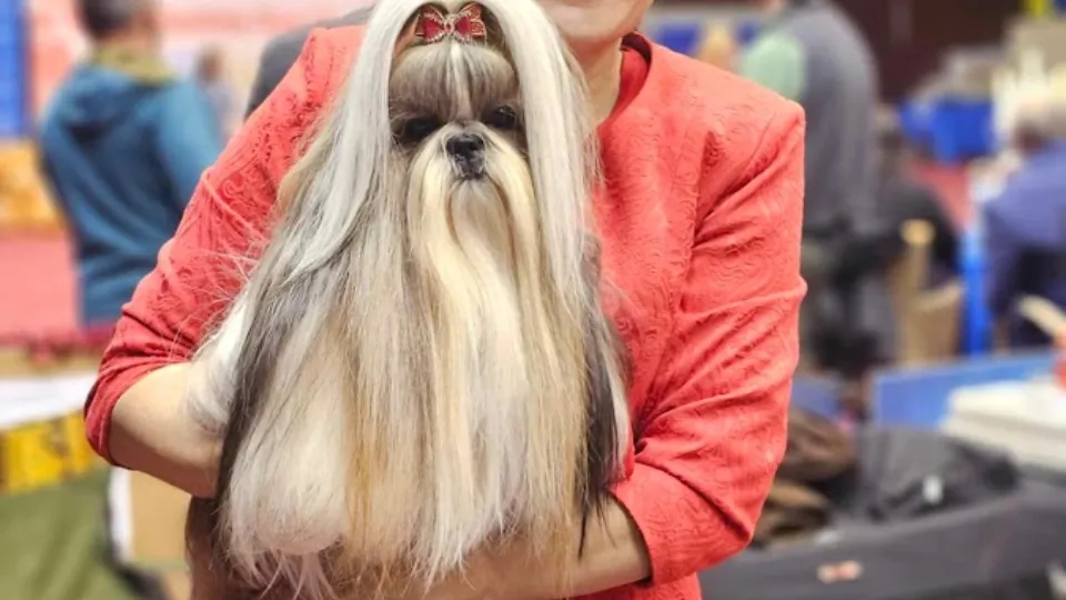 Salon Coafura Canina Rega Voise FCI — fotografie de copertă