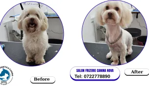 Salon Cosmetica Canina PetNova — Dog & Cat Salon, Utvin, Timișoara