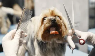 Salon Frizerie Canina Nana Dogs — Pet Grooming, Sibiu