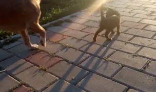 Sanctuarul lui Șirețică — Animal Shelters, Iasi