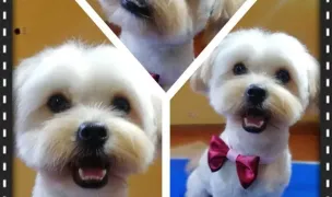 Sara salon canin Arad, frizerie și cosmetica canina.Tuns câini Arad — Pet Grooming, Arad